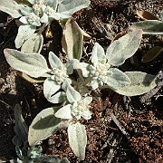 eremocarpus setigarus